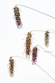 Image result for Bulbophyllum vulcanicum