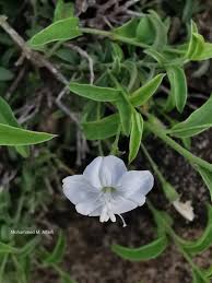 Image result for Seddera