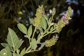 Image result for Psoralea glabra