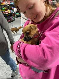 Furry Paws Doggy Daycare (Cañon)