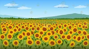 A Field Of Sunflowers Background Sunflowers Background Sunflower Fields Background
