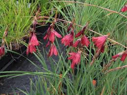 Image result for Dierama formosum