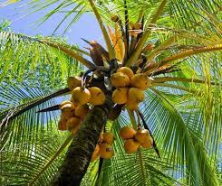 The coconuts take 7 to 12 months to mature from bud set. Coconut Tree Facts For Kids Konnecthq