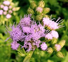 Maybe you would like to learn more about one of these? Blue Mistflower For Butterflies