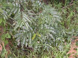 Image result for Albizia schimperiana