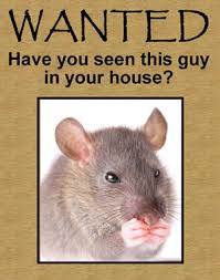 Need professional pest control in cary, nc? Cary Pest Control Encourages Homeowners To Keep Alert For Mice Rodents And Squirrels Gaining Entrance Into Their Houses And Provides Extermination Service In Apex Raleigh Nc And The Surrounding Area