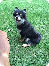 Friends united with the richmond shelter. Richmond Va Pomeranian Meet Louis A Pet For Adoption