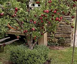 Topworking cuts most of the tree framework grafting has the advantage of producing fruit more quickly and is less damaging to the tree. How To Prune Fruit Trees In Three Simple Steps Country Style