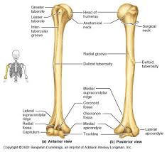 Therefore the radius is considered to be the larger of the two. Labelled Radius Bone Radius Bone Photograph By Asklepios Medical Atlas