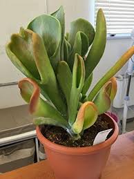 Kalanchoe Oricula Succulent Plant In A 17cm Pot Rarely Available Plantae Suculentas Plantas Estranhas