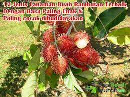 Ternyata, daun rambutan mengandung polifenol, saponin, dan. 12 Jenis Tanaman Buah Rambutan Unggulan Terbaik Dan Paling Cocok Dibudidayakan Di Iklim Indonesia Jualbenihmurah Com