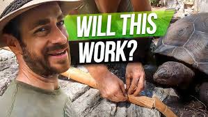 GIANT Galapagos Tortoises are FRIENDLY! Jason Abels Tortoise Sanctuary