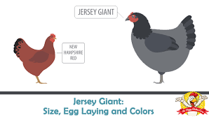 jersey giant size egg laying colors temperament and more