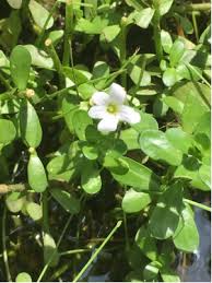Prostrate spurge (euphorbia maculata) is another weed that somewhat resembles purslane, but it's toxic—it won't kill you, but it can make you ill. What Is This White Flowered Purslane Lookalike From South Florida Gardening Landscaping Stack Exchange