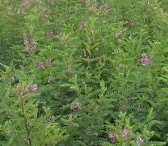 Image result for Indigofera melanadenia