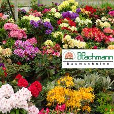 Image result for Rhipidoglossum burttii