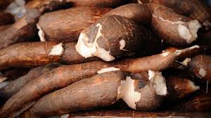 Ubi kayu atau nama botaninya manihot esculenta crantz merupakan tumbuhan tropika dan subtropika daripada keluarga di waktu itu, ubi kayu adalah makanan yang popular dan dijadikan sebagai pengganti nasi. Koleksi Resipi Masakan Guna Ubi Kayu Makanan Popular Nostalgia Zaman Jepun