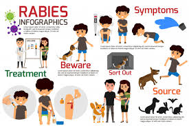 Normally, rabies is spread through a deep bite or scratch from an infected animal. Rabies Known Facts Prevention And Treatment What S Science