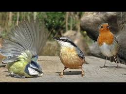 Maybe you would like to learn more about one of these? Bird Watching Lessons Blendspace