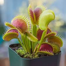 Venus flytraps require a lot of light. Venus Fly Trap Dionaea Muscipula Indoor House Plants