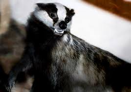 Bildergebnis fÃ¼r dachs