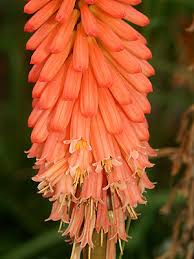 Image result for Kniphofia grantii