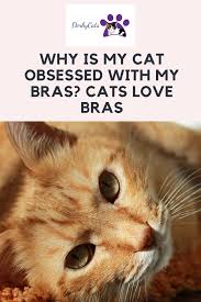 Pin On Cats And Kittens