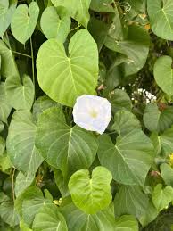 Image result for Ipomoea