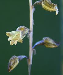 Image result for Gastrodia ballii