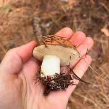 Image result for Suillus weaverae