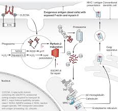 Image result for Antigen Processing