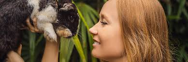 Fondo Lindo Conejo Blanco Con Manchas Marrones Descansa Sobre Hierba Verde  En Un Día De Verano Foto E Imagen Para Descarga Gratuita