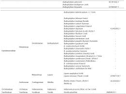 Image result for Bulbophyllum unifoliatum