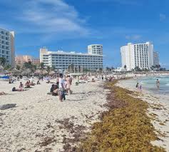 Cancun is the perfect environment for tropical beach clubs. Seaweed Piles Up On Cancun Beaches What Visitors Need To Know Travel Off Path