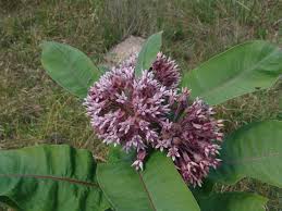 Image result for Asclepias albens