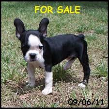 The french bulldog's grooming needs are low compared to many other dog breeds. Frenchton And French Bulldog Puppies For Sale Highnote Alabama French Bulldog Puppies Bulldog Puppies Bulldog Puppies For Sale