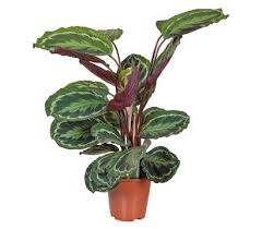 Pfeilwurz Maranta Calathea Medaillon Pflanzen Pflanzen Pflege Pflanzen Fur Dunkle Raume