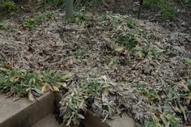 Lamb's ear is a super tolerant plant. Dirt Doctor Library Topics