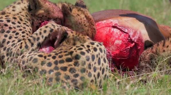 Band Of Cheetahs Eating An Antelope In The Vast Bush Of Kenya by Wildlife and Nature studios - Stock Video | Motion Array