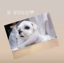 jisoo s pet j 울 귀염둥잉