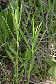 Image result for Fuerstia angustifolia