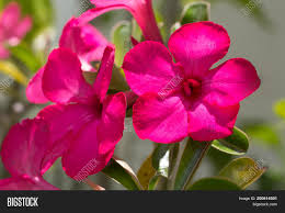 Your flowers stock images are ready. Natural Flowers Azalea Image Photo Free Trial Bigstock