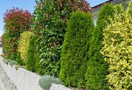 Blühende büsche hecke maiblumenstrauch bepflanzung garten sträucher vorgarten modern pflanzen garten am hang blühende hecken: Heckenpflanzen Kaufen Ahrens Sieberz Pflanzenversand Gartenbedarf