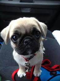 Pugpuppies Cute Pug Puppies Pug Puppies Baby Pugs