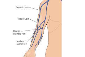 If it feels bouncy as you press on a vein, you have found a good site to work on. Venepuncture Phlebotomy And Iv Cannula Insertion Ausmed