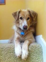 golden border golden retriever border collie mix 3 dogs happy dogs golden retriever mix border collie