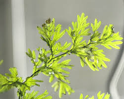 Image result for Vandenboschia