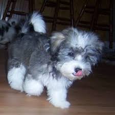 Jump to halden hound (haldenstrover). 35 Havanese Puppies Ideas Havanese Puppies Havanese Puppies