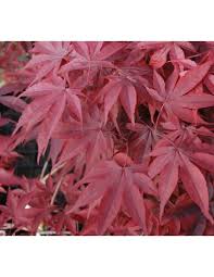 Check spelling or type a new query. 1 Acer Palmatum Emperor I Red Japanese Maple For Sale Grafted