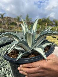 Image result for Alectra picta